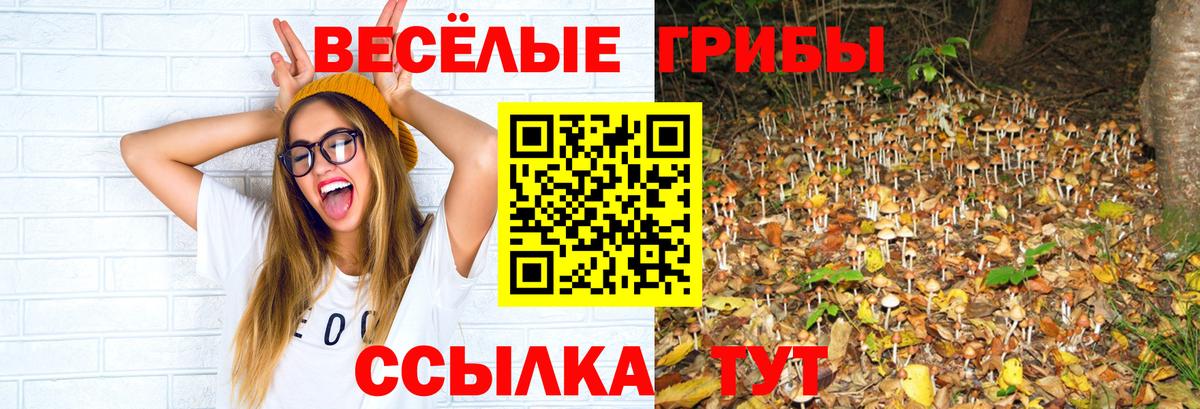 Алейск  Псилоцибиновые грибы Psilocybe  Вход с VPN  Псилоцибиновые грибы прущие грибы 
